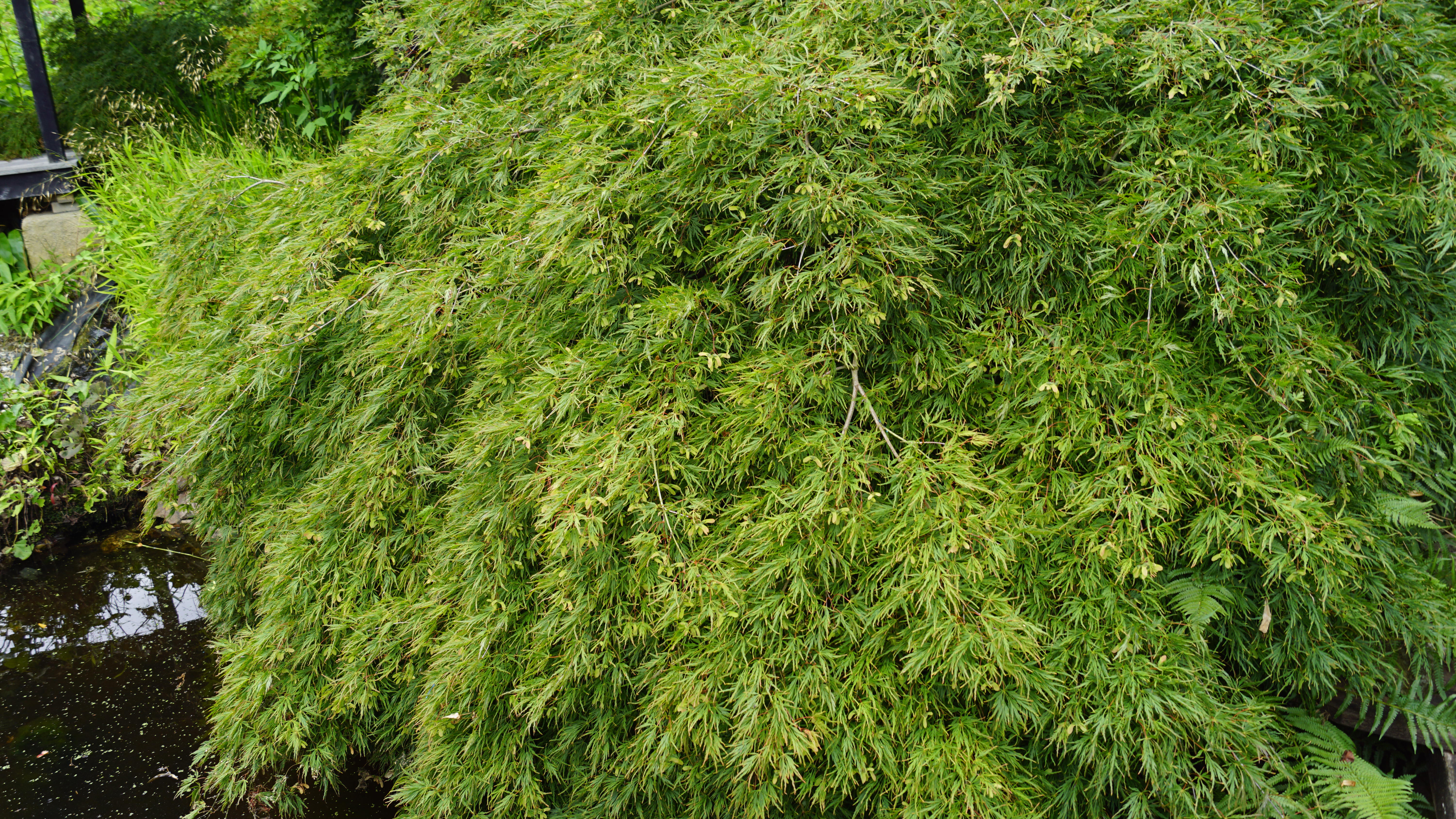 Acer palmatum Dissectum (3)